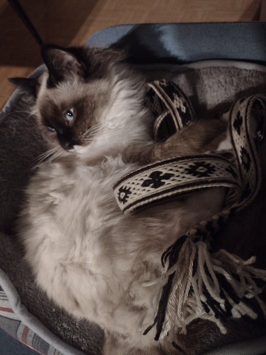 "Helios" - belt in white and brown